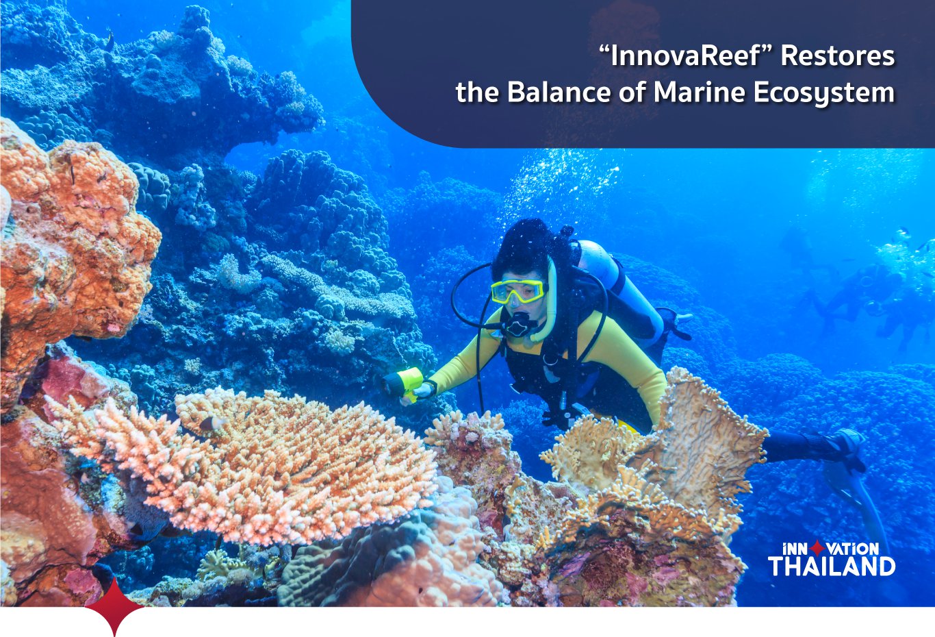 InnovaReef Restores the Balance of Marine Ecosystem