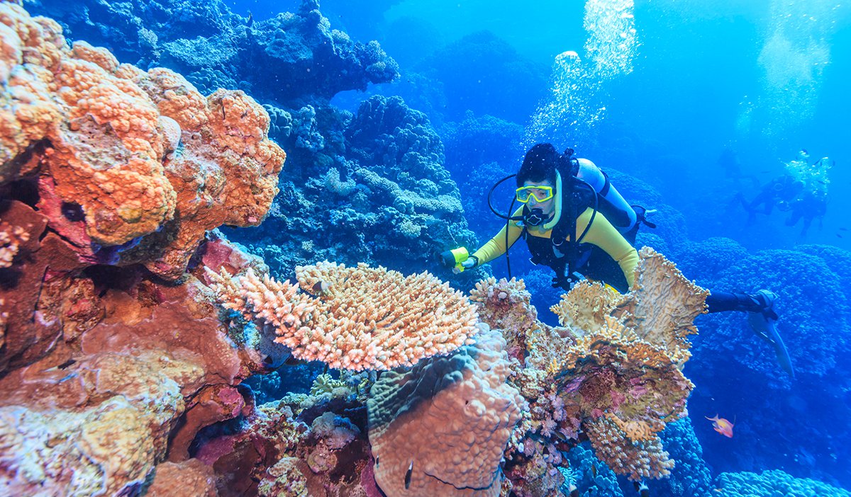 นวัตปะการัง-พลิกฟื้นระบบนิเวศทางทะเลให้สมดุล